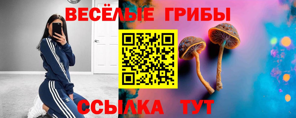 Гурьевск  Псилоцибиновые грибы Psilocybine cubensis  Вход с VPN 